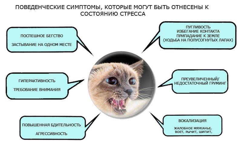 Кошачьи страхи и борьба с ними