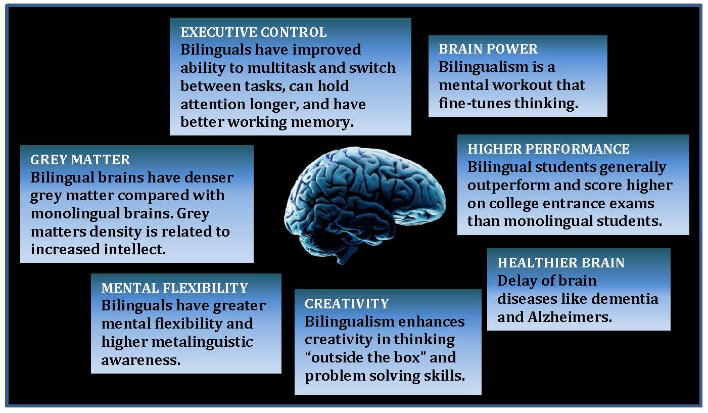 Brain sentences. The Bilingual Brain. Билингвизм мозг. Двуязычный мозг. Benefits of a Bilingual Brain.