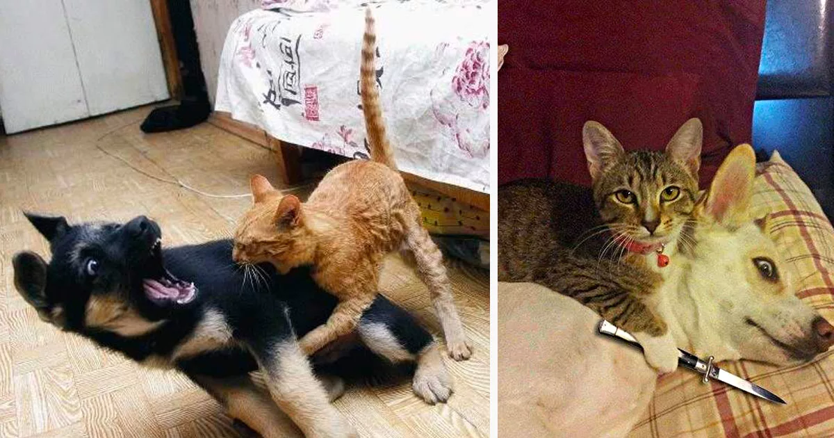 Чего на самом деле боятся коты? - советы