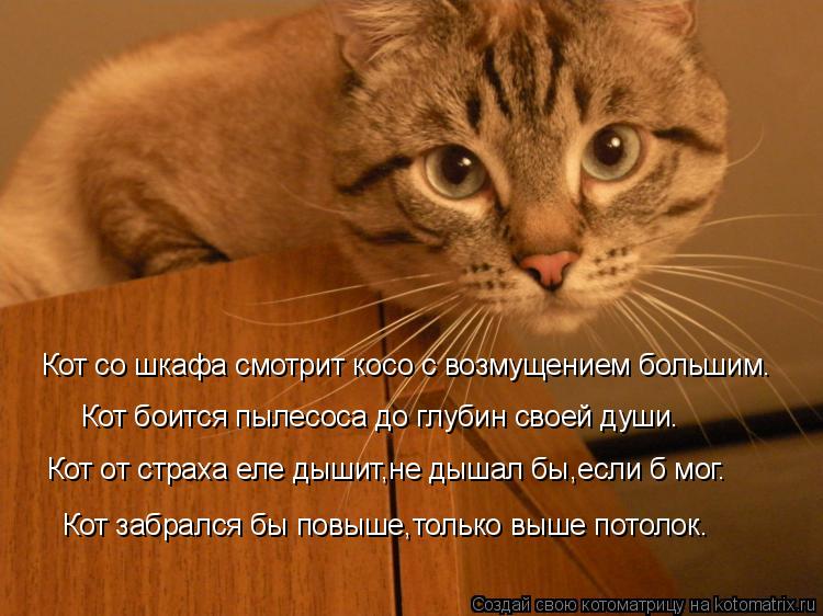 Почему животные боятся громких звуков? | блог ветклиники "беланта"